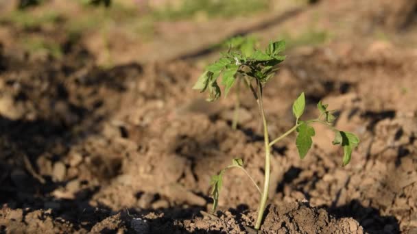 Young Tomato Plants Parched Earth — Stock Video