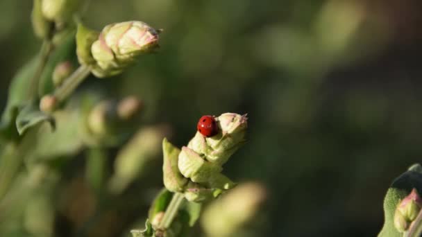 Ladybug Stalk Sage Insects Plants — Stock video