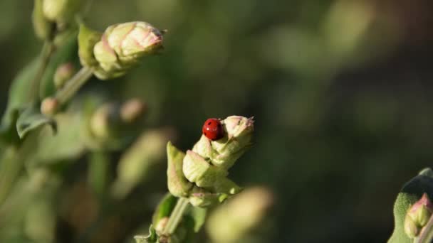 Ladybug on a stalk of sage, insects on plants