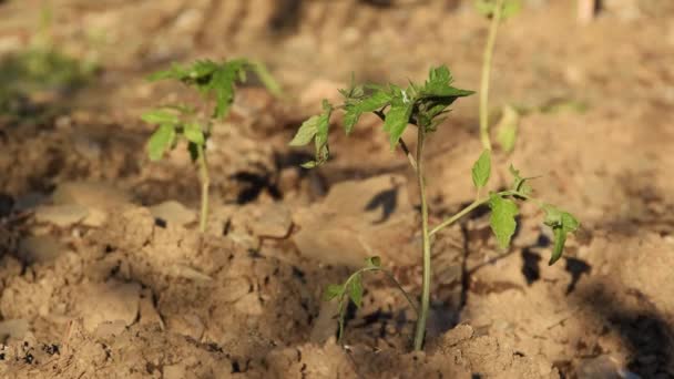 Jonge Tomatenplanten Gedroogde Grond — Stockvideo