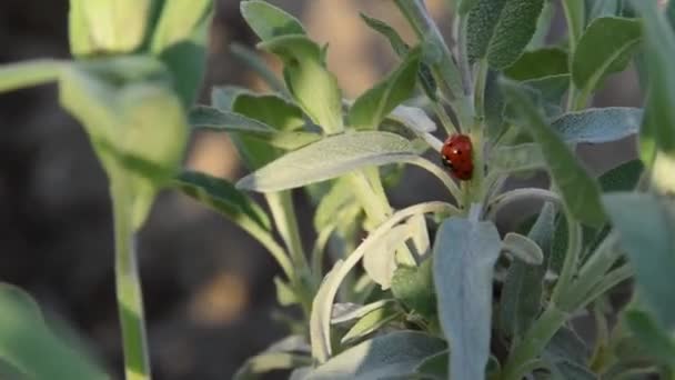 Couple Ladybugs Making Love Grassland — Stock video