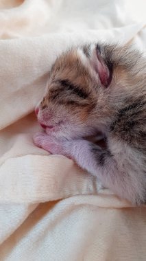Uyuyan yeni doğmuş kedi yavrusunu kapat.