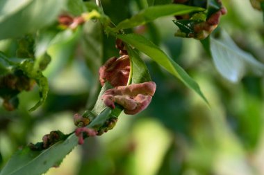 Hasta şeftali ağacı yaprakları, tarım konsepti, meyve ağacı hastalıkları.