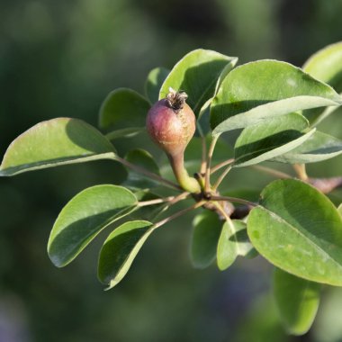 Meyve yetiştiren armut ağacı, tarım konsepti, organik üretim
