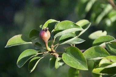 Meyve yetiştiren armut ağacı, tarım konsepti, organik üretim
