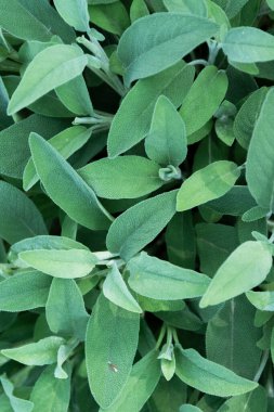 Adaçayı bitkisinin yakın görüntüsü, resmi bitkiler, bahçe konsepti. Doğa detayı