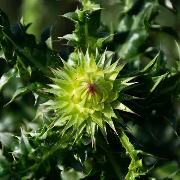 Осел Шип Растения Природа Полевые Цветы Подробно — стоковое фото