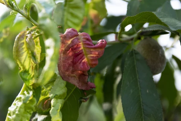 Hasta şeftali ağacı yaprakları, tarım konsepti, meyve ağacı hastalıkları.