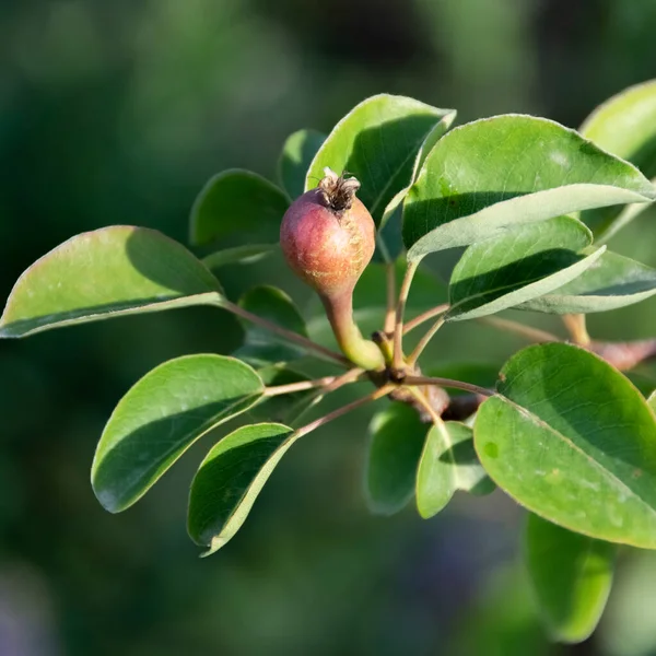 Meyve yetiştiren armut ağacı, tarım konsepti, organik üretim