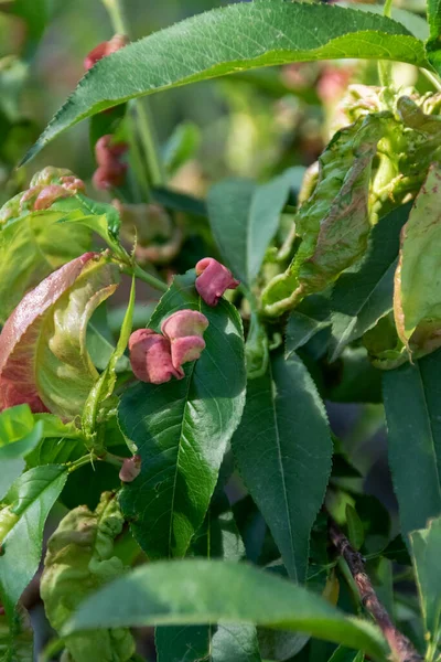 Nemocné Listy Broskvoně Zemědělská Koncepce Nemoci Ovocných Stromů — Stock fotografie