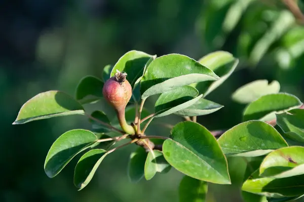 Meyve yetiştiren armut ağacı, tarım konsepti, organik üretim