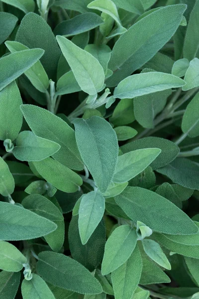 Sage Plant Close View Officinal Herbs Gardening Concept Nature Detail — Foto Stock