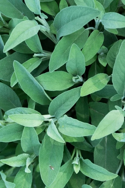 Adaçayı bitkisinin yakın görüntüsü, resmi bitkiler, bahçe konsepti. Doğa detayı