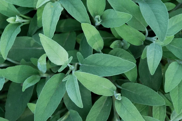 Sage Plant Close View Officinal Herbs Gardening Concept Nature Detail — Foto Stock