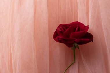 Hassas pembe tül arkaplanda çiçek açan kırmızı gül