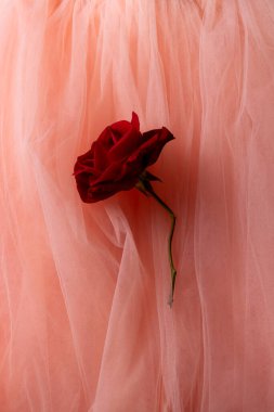 Hassas pembe tül arkaplanda çiçek açan kırmızı gül