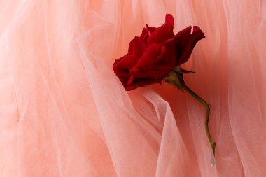 Hassas pembe tül arkaplanda çiçek açan kırmızı gül