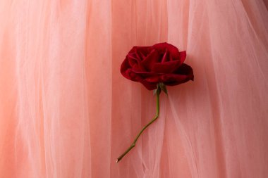 Hassas pembe tül arkaplanda çiçek açan kırmızı gül