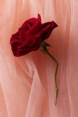 Hassas pembe tül arkaplanda çiçek açan kırmızı gül