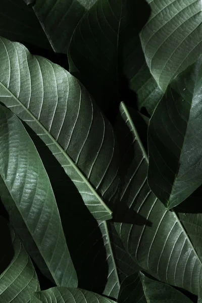 Yeşil renkli yapraklı arkaplan, doğa detayı arkaplan