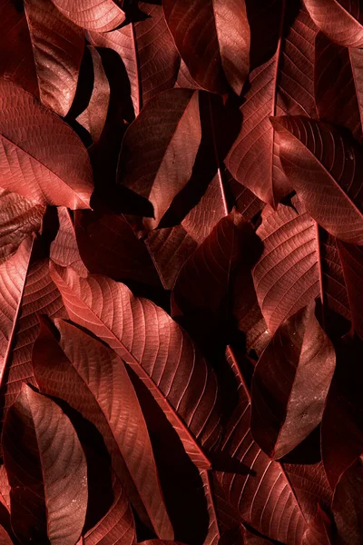 Colorful Leafy Background Nature Detail Backdrop — Photo