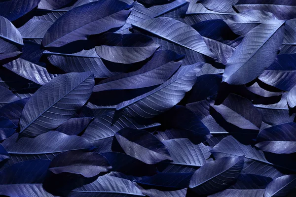 Dark Blue Colorful Leafy Background Nature Detail Backdrop — Photo