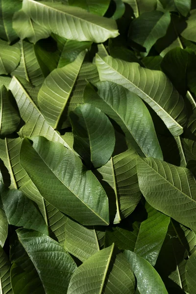 Zelené Barevné Listové Pozadí Příroda Detail Pozadí — Stock fotografie