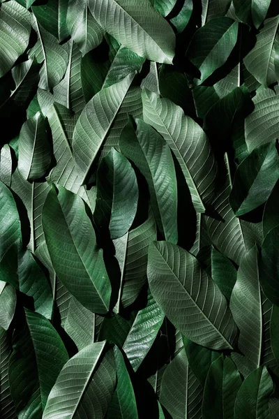 Yeşil Renkli Yapraklı Arkaplan Doğa Detayı Arkaplan — Stok fotoğraf