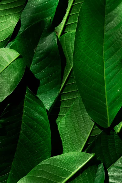 Green Colorful Leafy Background Nature Detail Backdrop — Stock fotografie