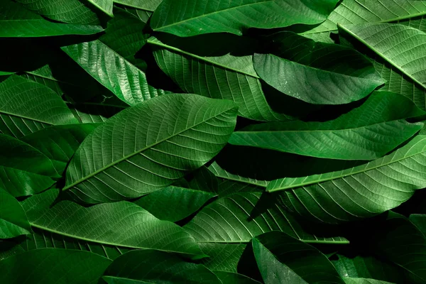 Yeşil Renkli Yapraklı Arkaplan Doğa Detayı Arkaplan — Stok fotoğraf