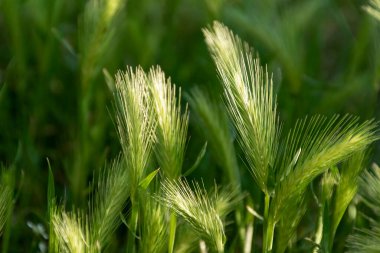 Yabani buğday, organik malzemeler, doğal bitki detayları.