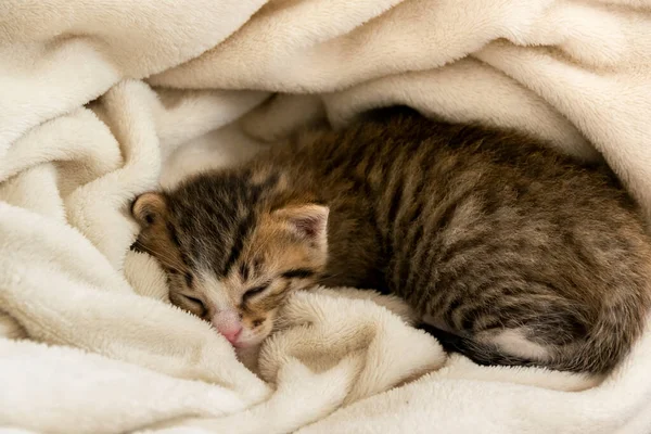 Close-up of sleeping kitten, relaxing and cozy time in the soft blanket