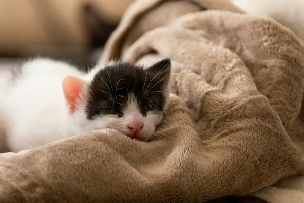 Close Sleeping Kitten Relaxing Cozy Time Soft Blanket — Stock Photo, Image