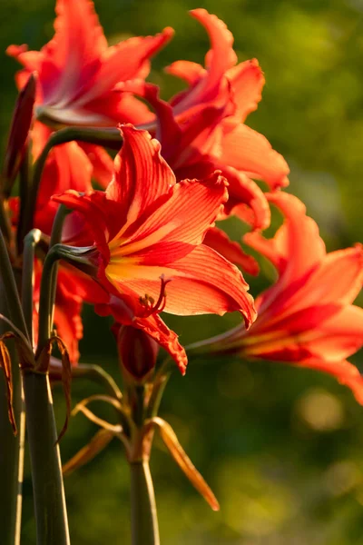 Flores Lírio Vermelho Flor Detalhe Natureza — Fotografia de Stock