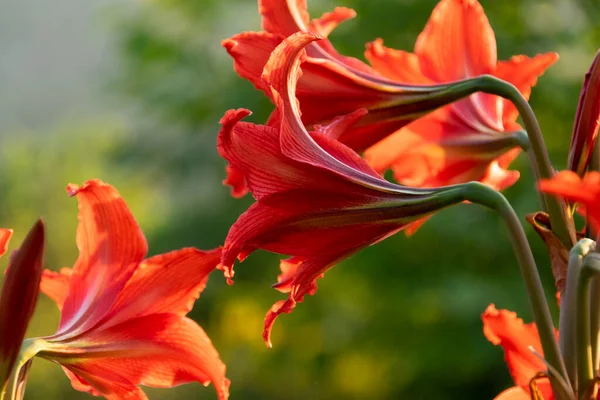 Fiori Giglio Rosso Fiore Dettaglio Natura — Foto Stock