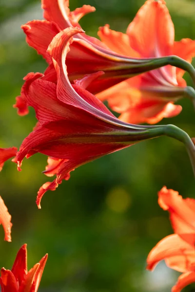 Ανθισμένα Κόκκινα Λουλούδια Κρίνου Λεπτομέρεια Φύσης — Φωτογραφία Αρχείου
