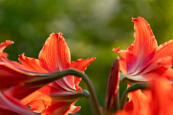 Kwitną Czerwone Lilie Kwiaty Szczegóły Natury — Zdjęcie stockowe