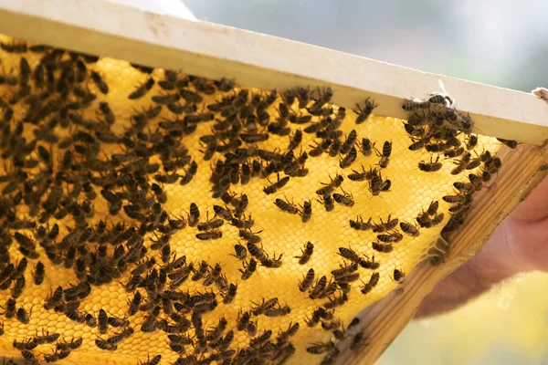 Виховання Робота Бджолами Сільськогосподарська Діяльність — стокове фото