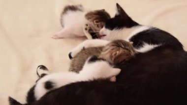 Cat mother breastfeeds her little three weeks old kittens