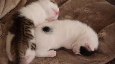Close-up of three weeks old sleeping kittens, relaxing and cozy time in the soft blanket