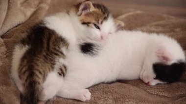 Close-up of three weeks old sleeping kittens, relaxing and cozy time in the soft blanket
