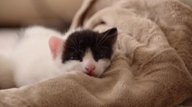 Uyuyan kedi yavrusuna yakın çekim. Yumuşak battaniyede dinlendirici ve rahat zaman.