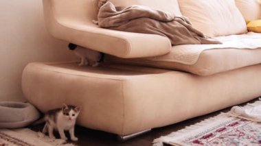 Little one month old kittens play on the sofa at home