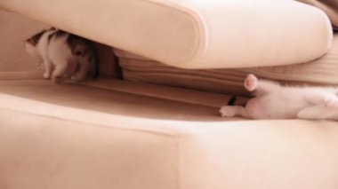 Little one month old kittens play on the sofa at home