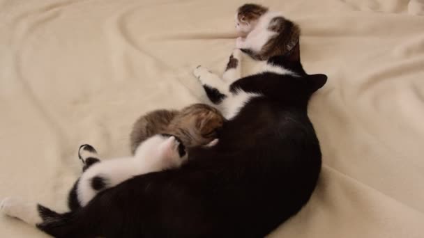 Cat Mother Breastfeeds Her Little Three Weeks Old Kittens — Video Stock