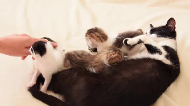 Cat Mother Breastfeeds Her Little Three Weeks Old Kittens — Vídeos de Stock