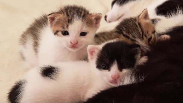 Cat Mother Breastfeeds Her Little Three Weeks Old Kittens — Stok video