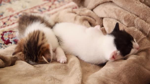 Close Three Weeks Old Sleeping Kittens Relaxing Cozy Time Soft — 비디오