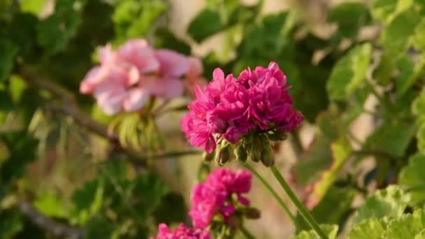 Blooming Geranium Garden Gardening Floral Detail — Αρχείο Βίντεο