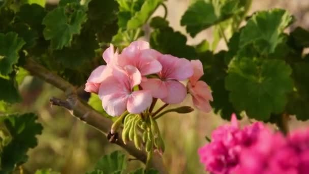 Blooming Geranium Garden Gardening Floral Detail — Αρχείο Βίντεο